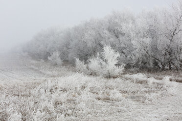 Snow covered trees on field - CAVF24493