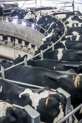 High angle view of cows in dairy farm - CAVF24519