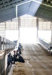 Kühe im Milchviehbetrieb - CAVF24523