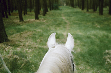 Pferd auf grasbewachsenem Fußweg im Wald - CAVF24606