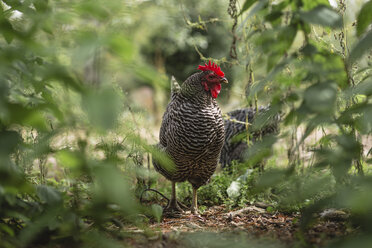Hühner stehend auf einem Feld inmitten von Pflanzen - CAVF24632