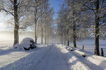 Germany, Bavaria, Geretsried, snowy forest track - LHF00547