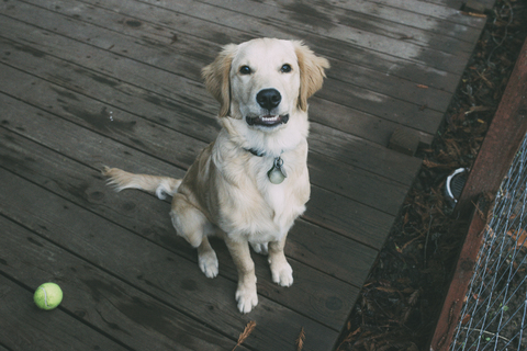 Hochwinkliges Porträt eines auf dem Boden sitzenden Hundes, lizenzfreies Stockfoto