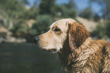 Close-up of wet dog at lakeshore during sunny day - CAVF24710