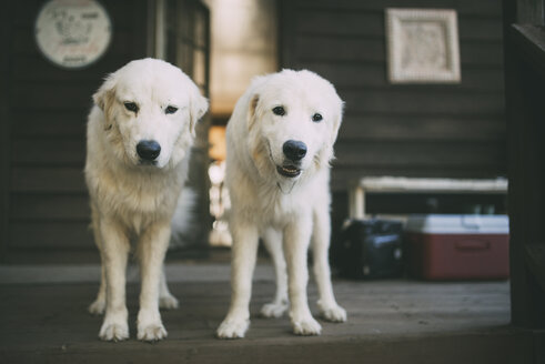 Dogs standing on porch in front of house - CAVF24714