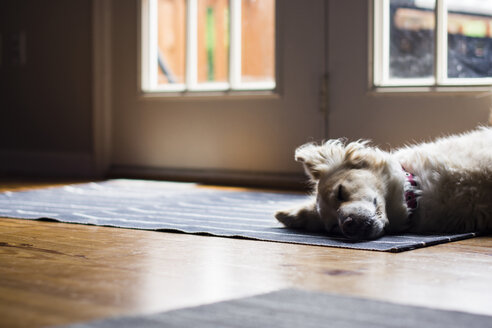 Hund schläft auf Fußmatte zu Hause - CAVF24742