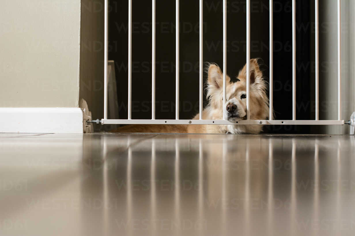 Hund schaut durch ein Metallgitter, während er zu Hause steht, lizenzfreies  Stockfoto
