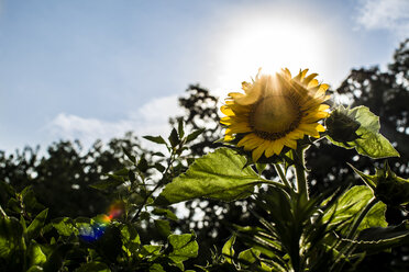 Niedriger Winkel Ansicht der Sonnenblume wächst im Garten gegen den Himmel - CAVF24758