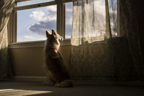 Rückansicht eines am Fenster sitzenden Hundes, lizenzfreies Stockfoto