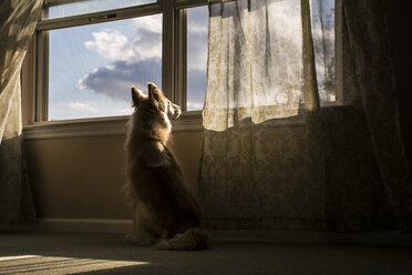 Rückansicht eines am Fenster sitzenden Hundes - CAVF24789