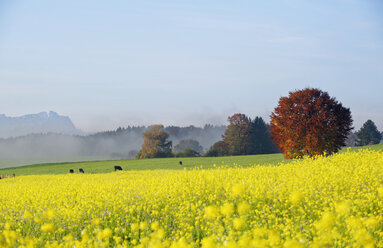 Germany, Bavaria, Upper Bavaria, autumnal andscape near Icking - LHF00552