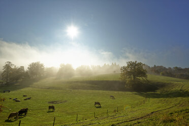 Deutschland, Bayern, Oberbayern, Icking, Weide im Morgennebel - LHF00555