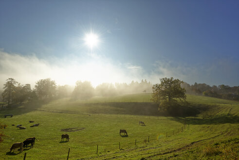 Germany, Bavaria, Upper Bavaria, Icking, pasture at morning mist - LHF00555