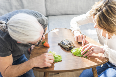 Älteres Paar füttert Schildkröte zu Hause, lizenzfreies Stockfoto