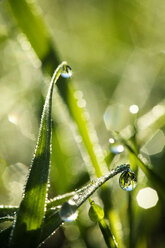 Nahaufnahme von Wassertropfen auf Pflanzen - CAVF24830