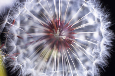 Close-up of dandelion against black background - CAVF24838