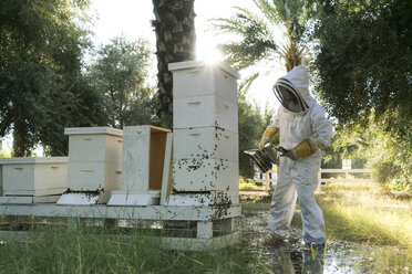 Imker bei der Arbeit am Bienenstock mit Bienenräuchermaschine - CAVF24867