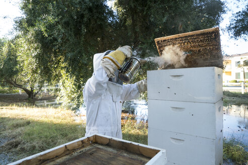 Imker verwendet Bienenräuchermaschine zum Räuchern auf dem Rahmen im Bienenstock - CAVF24871