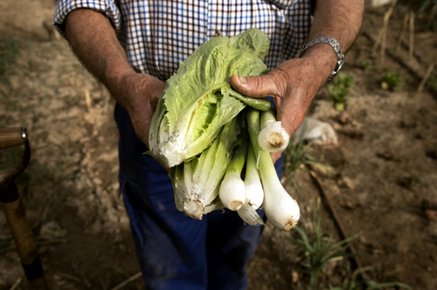 Mittelteil eines Landwirts mit frisch geernteten Frühlingszwiebeln und Salat auf einem Feld, lizenzfreies Stockfoto