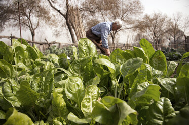 Senior farmer working at organic farm - CAVF25072