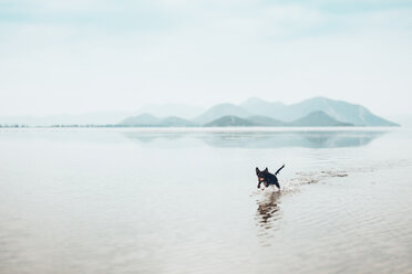 Verspielter Hund läuft im See gegen den Himmel - CAVF25076