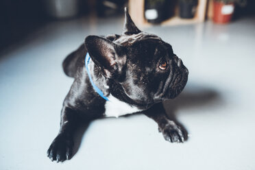 Close-up of French bulldog looking away while sitting at home - CAVF25100