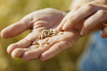 Midsection of female farmer holding freshly harvested wheat on field - CAVF25113