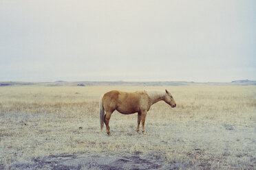 Seitenansicht eines Pferdes auf einem Feld gegen den Himmel - CAVF25120
