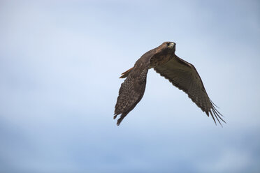 Niedriger Blickwinkel von Falken fliegen gegen klaren Himmel - CAVF25171