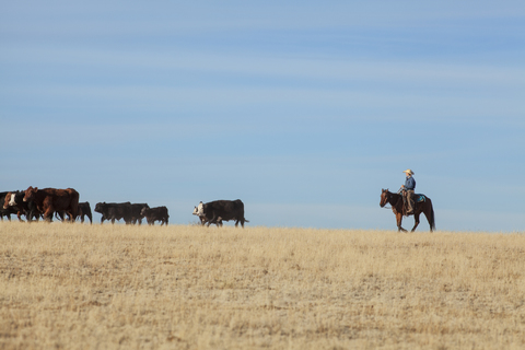 Jugendlicher Cowboy, der Rinder hütet, während er mit einem Schlauch auf einem Feld gegen den blauen Himmel reitet, lizenzfreies Stockfoto