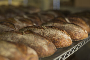 Artisanal bread loafs in cooling rack at bakery - CAVF25176