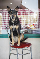 Porträt eines auf einem Stuhl sitzenden Hundes in einem Straßencafé - CAVF25188