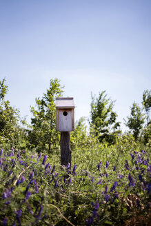 Vogelhaus auf Lavendelfeld gegen klaren Himmel - CAVF26272