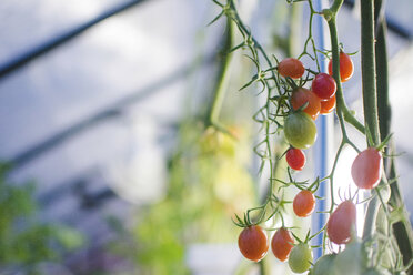 Nahaufnahme von Tomaten, die an einer Pflanze wachsen - CAVF26379