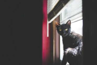 Porträt einer schwarzen Katze, die zu Hause am Fenster sitzt - CAVF26387