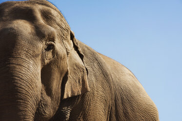 Low angle view of elephant against clear blue sky - CAVF26396