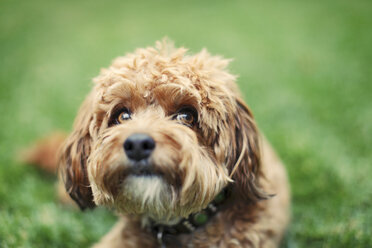 Close-up of dog sitting on grassy field - CAVF26551