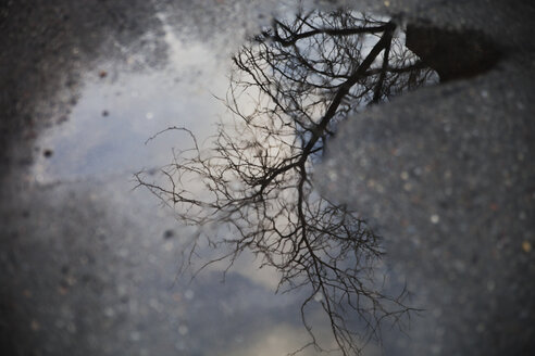 Hohe Winkel Ansicht der kahlen Baum Reflexion in Pfütze auf der Straße - CAVF26573