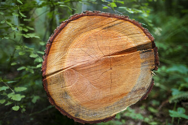 Nahaufnahme des Querschnitts eines Baumes im Wald - CAVF26586