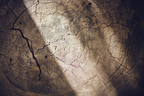 Close-up of cracked tree stump - CAVF26587