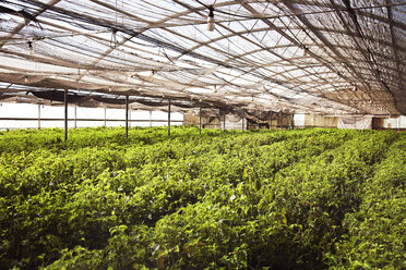 Interior of greenhouse - CAVF26596