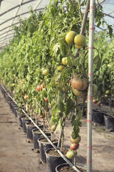 Tomaten im Gewächshaus - CAVF26598