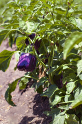 Nahaufnahme einer lila Paprika, die auf einem Feld wächst - CAVF26603