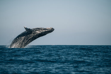 Humpback Whale breaching in sea against sky - CAVF26612