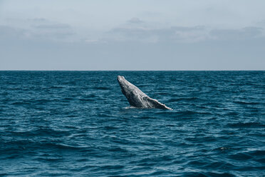 Humpback Whale breaching in sea waves against sky - CAVF26614