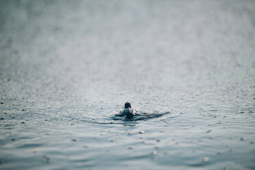 High angle view of turtle swimming in sea - CAVF26618