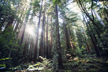 Sonnenlicht strömt durch Bäume im Wald - CAVF26673