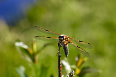 Dragonfly at twig - JTF00955
