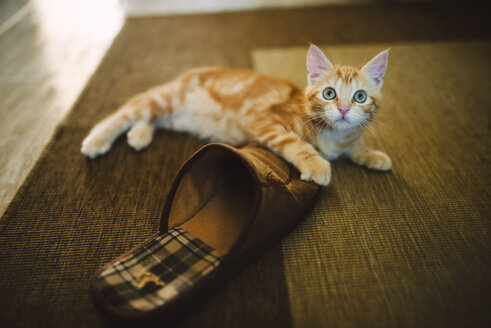 Ginger kitten playing with slipper on the carpet - RAEF01986