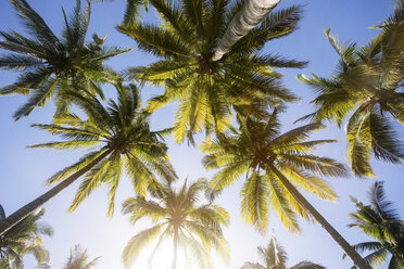 Low angle view of palm trees against blue sky - CAVF26730